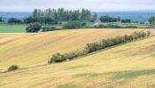 Moravian Tuscany trees and field waves in the late summer