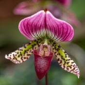 Exhibition of orchids in Vienna