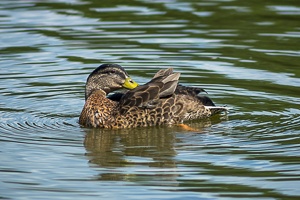 City wild ducks