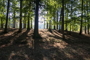 Holedna park