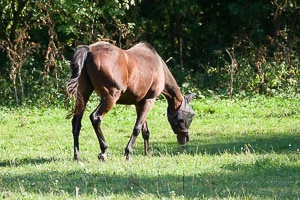 Horses grazing on a pasture