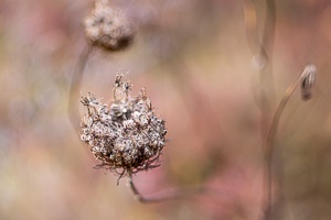 Rose hips and meadow flowers in the autumn