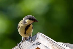 My Small Garden Haven for Titmice