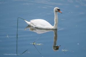 Birds by the pond