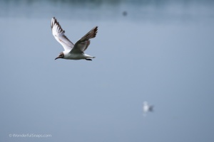 Birds by the pond