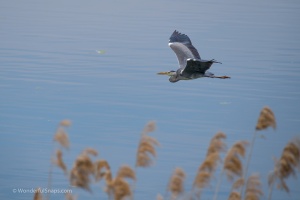 Birds by the pond
