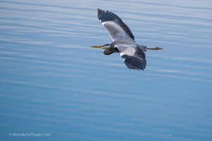 Birds by the pond