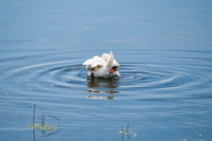 Birds by the pond