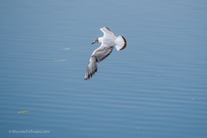 Birds by the pond