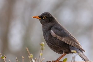 Blackbird