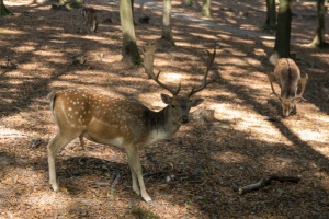 Holedna park
