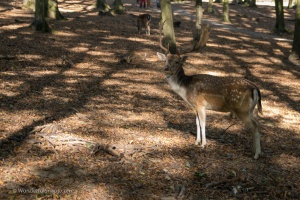 Holedna park