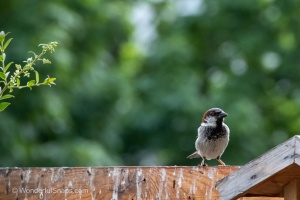 A Sparrow