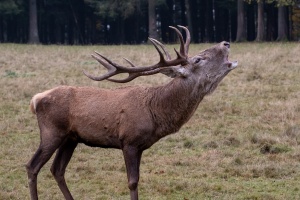 A fallow-deer with his family in Nature Park