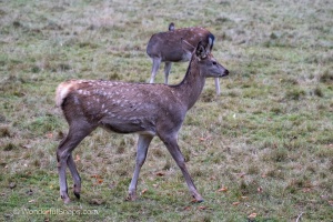 A fallow-deer with his family in Nature Park