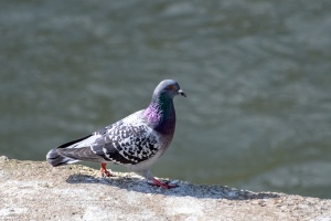 Birds by the Ponds