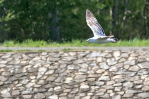 Birds by the Ponds