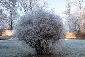 Tovacov Castle and Frozen Trees in the Backyard