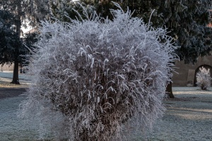 Tovacov Castle and Frozen Trees in the Backyard