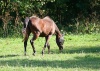Horses grazing on a pasture