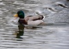 Ducks of Mercandinovy sady