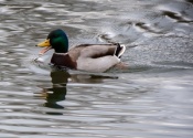 Ducks of Mercandinovy sady