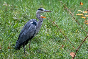 Wild Birds of the Nove Mlyny Reservoir and Lednice Park
