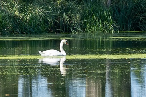 Swan and Heron in Balance