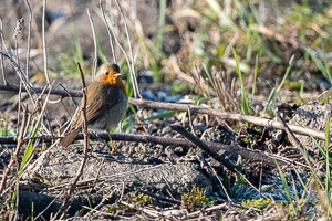 European Robin (Erithacus rubecula) in the winter grass