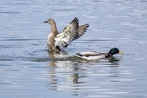Mallards and Black-headed Gull at Jaroslavice Ponds