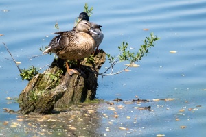Wild Ducks at Peace in the Dubnany Waters