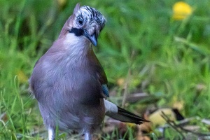 An Eurasian Jay in the Kromeriz Park on a Hunt