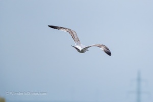 Wild Birds of the Nove Mlyny Reservoir and Lednice Park