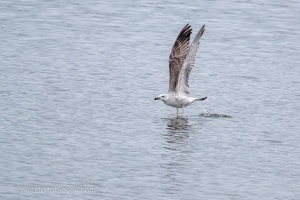 Wild Birds of the Nove Mlyny Reservoir and Lednice Park