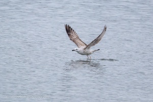 Wild Birds of the Nove Mlyny Reservoir and Lednice Park