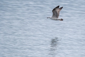 Wild Birds of the Nove Mlyny Reservoir and Lednice Park