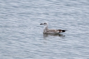 Wild Birds of the Nove Mlyny Reservoir and Lednice Park