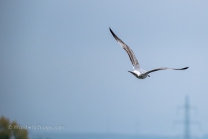Wild Birds of the Nove Mlyny Reservoir and Lednice Park