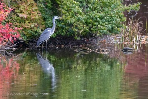 Wild Birds of the Nove Mlyny Reservoir and Lednice Park