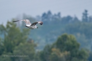 Wild Birds of the Nove Mlyny Reservoir and Lednice Park