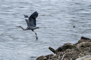 Wild Birds of the Nove Mlyny Reservoir and Lednice Park
