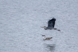 Wild Birds of the Nove Mlyny Reservoir and Lednice Park
