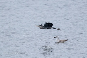 Wild Birds of the Nove Mlyny Reservoir and Lednice Park
