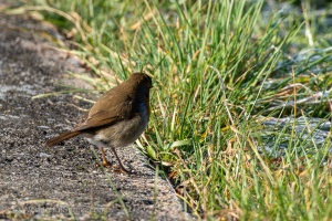 European Robin (Erithacus rubecula) in the winter grass