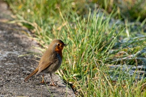 European Robin (Erithacus rubecula) in the winter grass