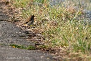 European Robin (Erithacus rubecula) in the winter grass