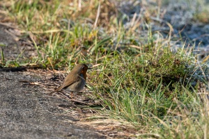 European Robin (Erithacus rubecula) in the winter grass