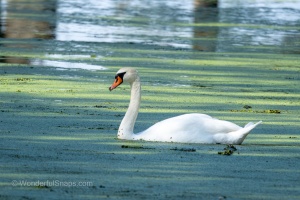 Swan and Heron in Balance