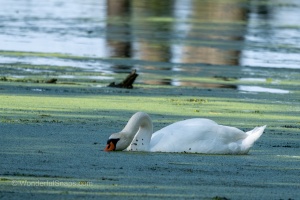 Swan and Heron in Balance