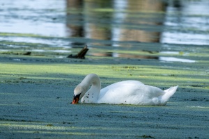 Swan and Heron in Balance